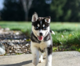 Pomsky Puppies For Sale Lone Star Pups